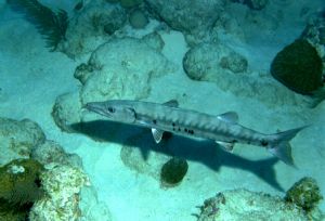 Barracuda, Grand Turk, Nikonos V, 35mm by Mark Lloyd 